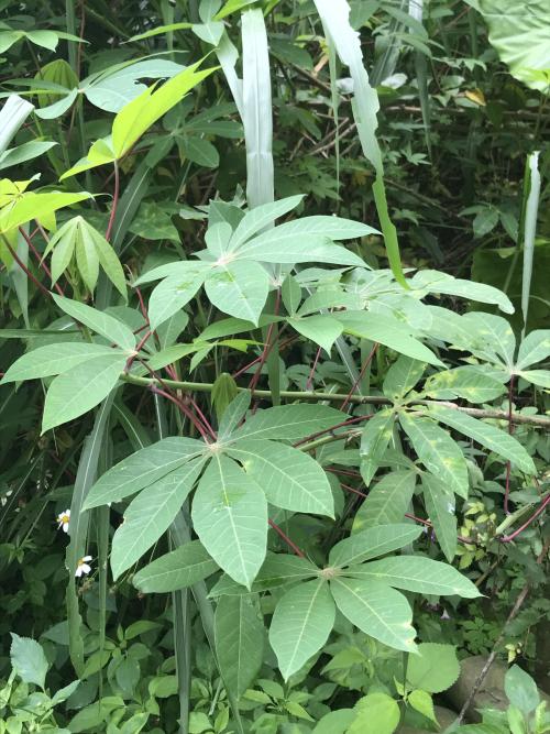 木薯 木薯