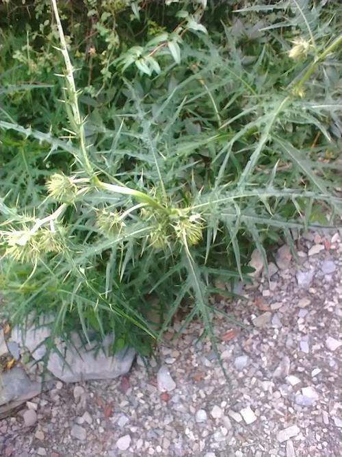 玉山薊 玉山薊