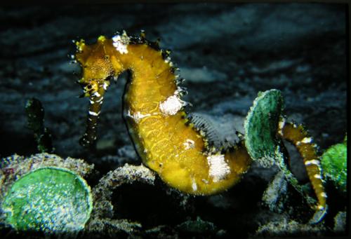 Hippocampus histrix@fishdb-media-6835 Hippocampus histrix@fishdb-media-6835