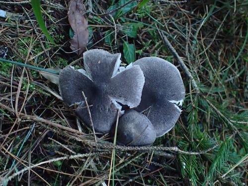 Tricholoma myomyces(灰棕口蘑)