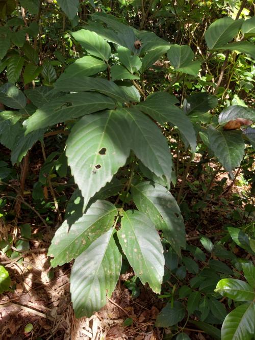 菲律賓火筒樹 菲律賓火筒樹