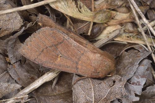 Mythimna wulinensis Mythimna wulinensis