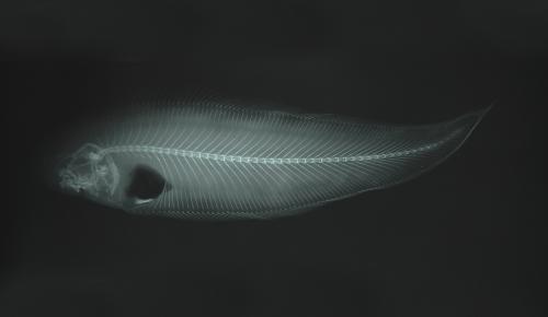 ASIZP0062253