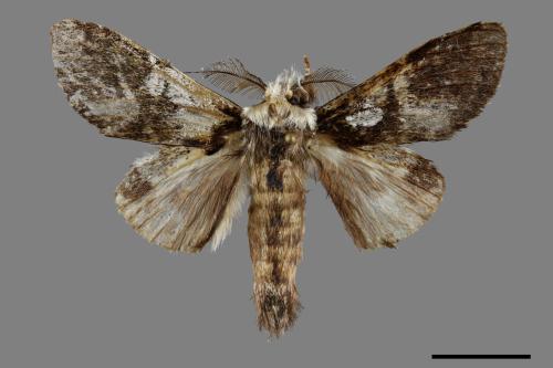 Syntypistis comatus[白斑跨舟蛾][00091300]