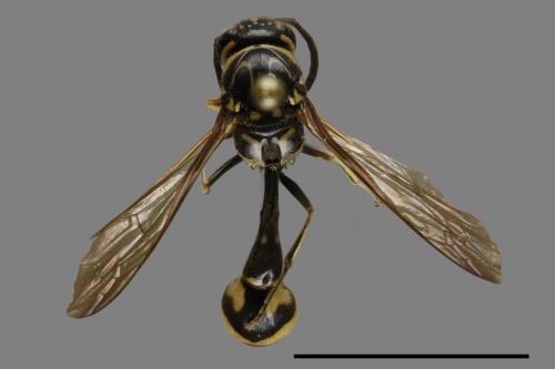 Pseumenes depressus depressus[四刺飾蜾嬴][00093535]