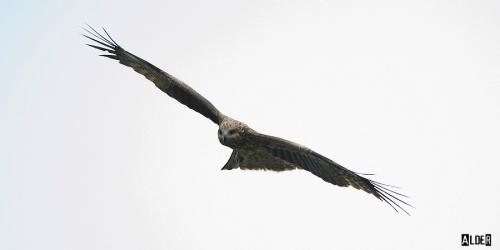 20091127_404610_Black_Kite_1436.jpg 20091127_404610_Black_Kite_1436.jpg