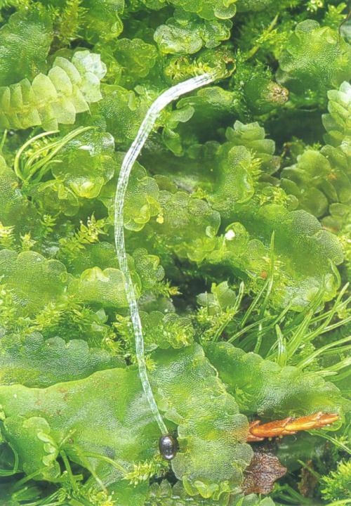 雙齒護蒴蘚 雙齒護蒴蘚