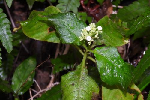小花蛇根草