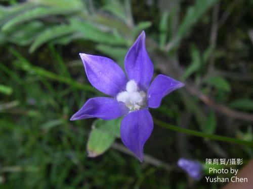 細葉蘭花參