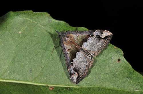 Hypena indicatalis 清髯鬚夜蛾