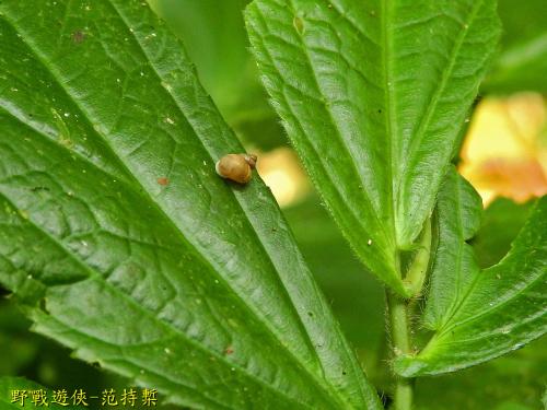 斯文豪氏帶管蝸牛 斯文豪氏帶管蝸牛