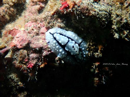 席琳葉海蛞蝓