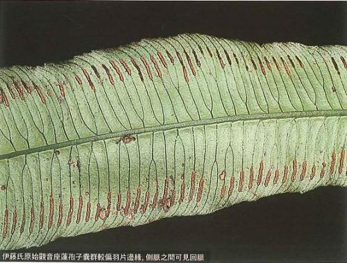 48_伊藤氏原始觀音座蓮孢子囊群較邊羽片邊緣,側脈之間可見回脈 48_伊藤氏原始觀音座蓮孢子囊群較邊羽片邊緣,側脈之間可見回脈