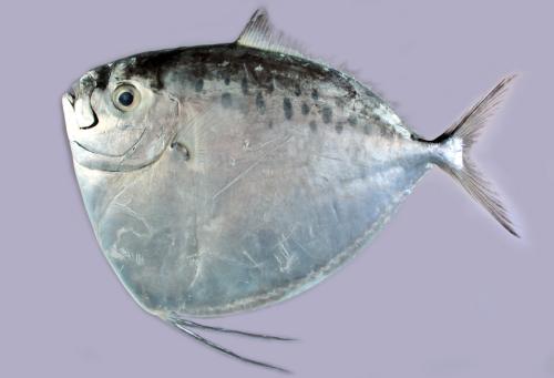 ASIZP0075255 ASIZP0075255