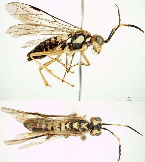 Tenthredo gressitti Tenthredo gressitti