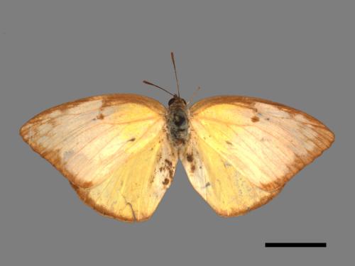 Catopsilia pomona[銀紋淡黃蝶][00014262]