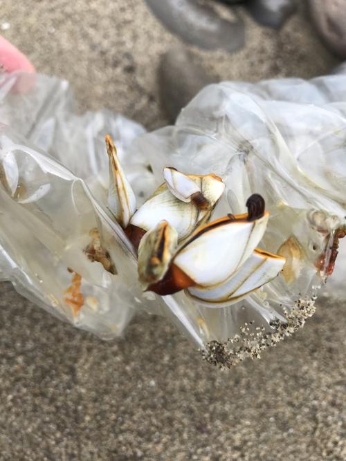 鵝茗荷