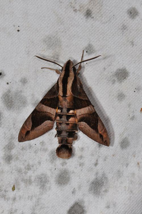 Macroglossum mitchelli imperator 背帶長喙天蛾