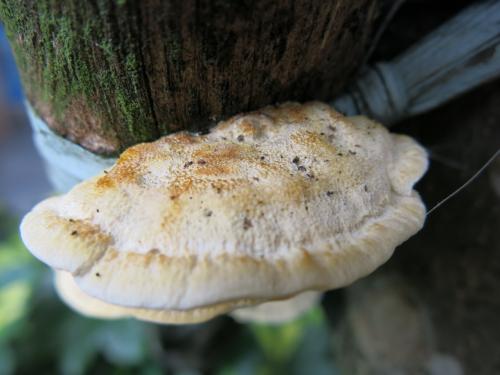 Perenniporia ochroleuca(蒼白赭孔多年臥孔菌)