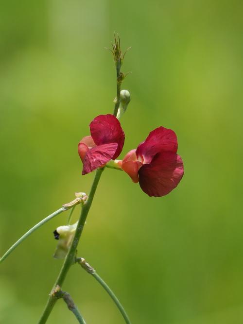 大翼豆 (長序菜豆) 大翼豆 (長序菜豆)