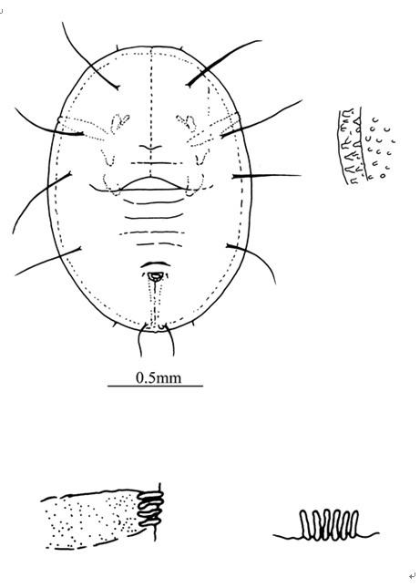 Aleuroplatus fici  Takahashi, 1932