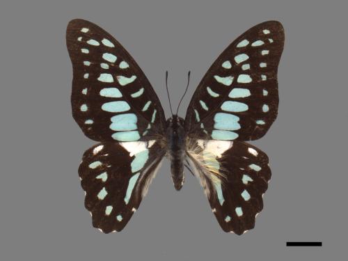 Graphium doson postianus[青斑鳳蝶][00015160]