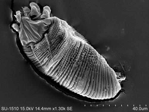 Aceria gallae Huang, 1996 Aceria gallae Huang, 1996