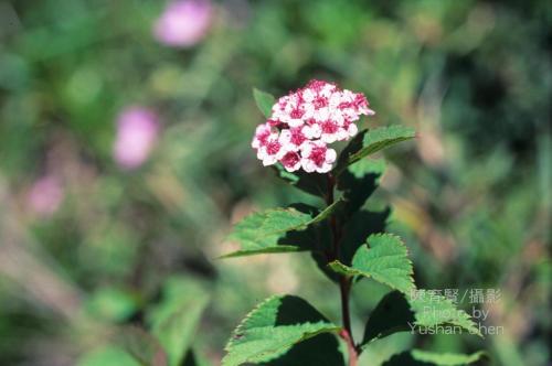 201011519329_204251.jpg