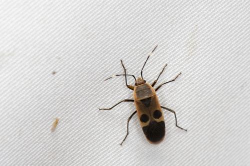 突背斑紅蝽
