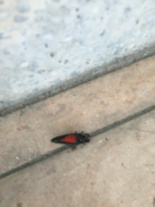 紅蟬