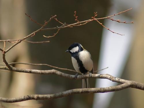 20090808_380415_Great_Tit_P4066779.jpg