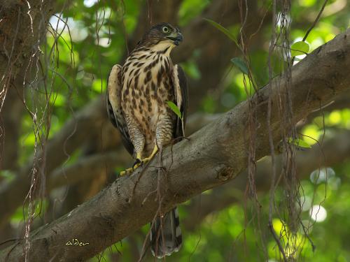 20090728_380100_Crested_Goshawk_4117.jpg