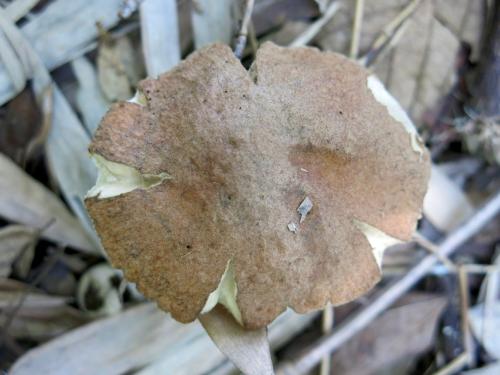 Gyroporus longicystidiatus(毛蓋圓孔牛肝菌)