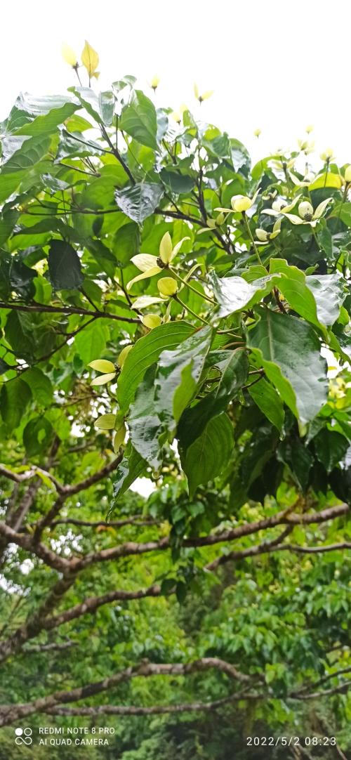 四照花 四照花