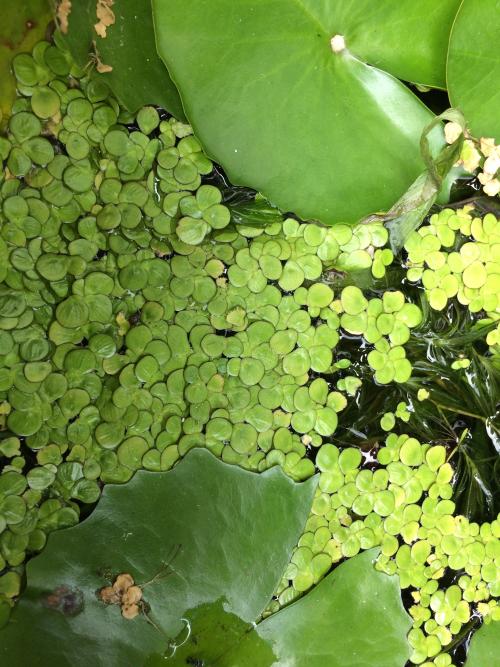 水萍 水萍