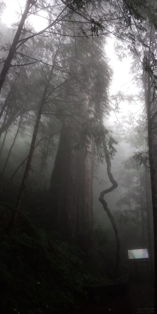紅檜 紅檜