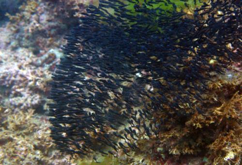 Plotosus lineatus@fishdb-media-6320 Plotosus lineatus@fishdb-media-6320