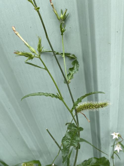 皺葉菸草
