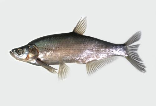 ASIZP0072572