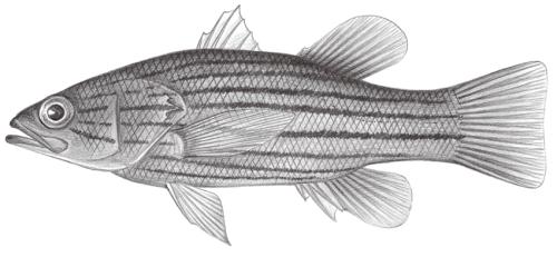 Liopropoma susumi@Jheng1060 Liopropoma susumi@Jheng1060