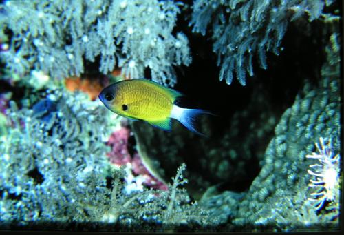 Chromis alleni@fishdb-media-1704