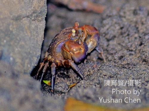隆背張口蟹 隆背張口蟹
