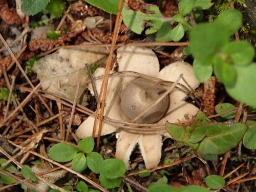 Geastrum fimbriatum(毛嘴地星)