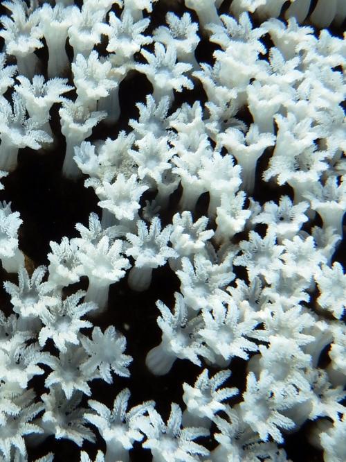 Clavularia viridis