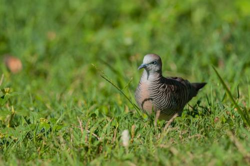 斑馬鳩