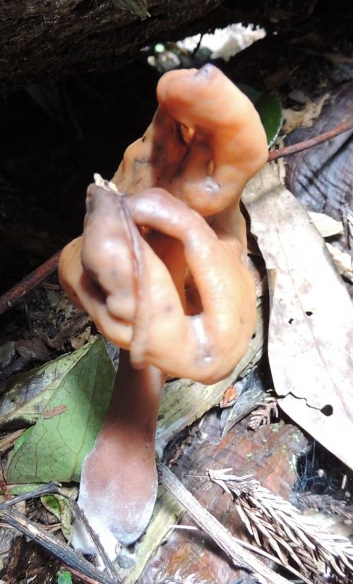 Gyromitra infula(帶鹿花菌)