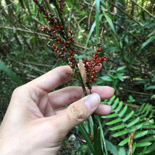 紅果薹