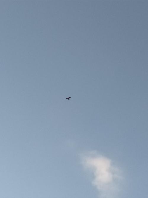 黑鳶 黑鳶