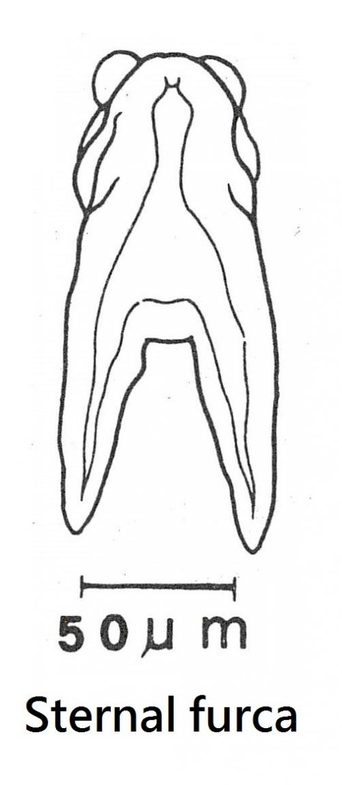 Anuretes branchialis-sternal furca