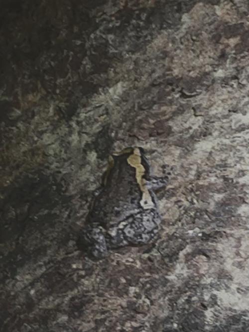 花狹口蛙 花狹口蛙